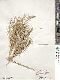 Distichlis spicata image