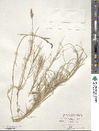 Distichlis spicata image