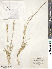 Distichlis spicata image