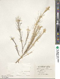 Distichlis spicata image