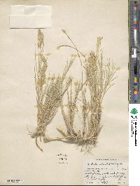 Distichlis spicata image