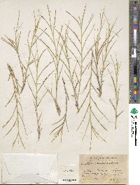 Distichlis spicata image