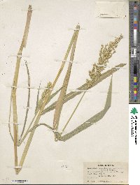 Echinochloa crus-galli subsp. crus-galli image