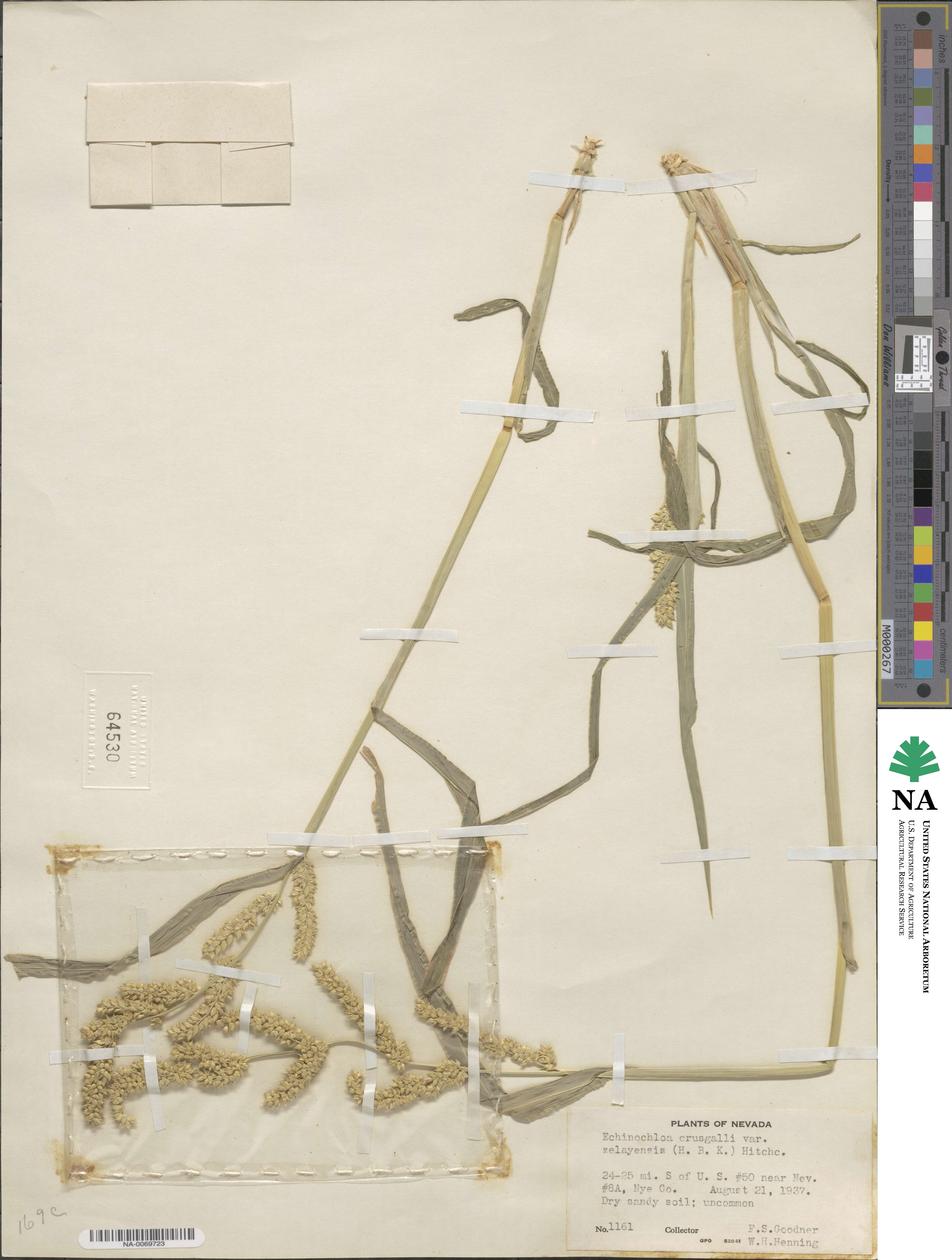 Echinochloa crus-galli subsp. crus-galli image