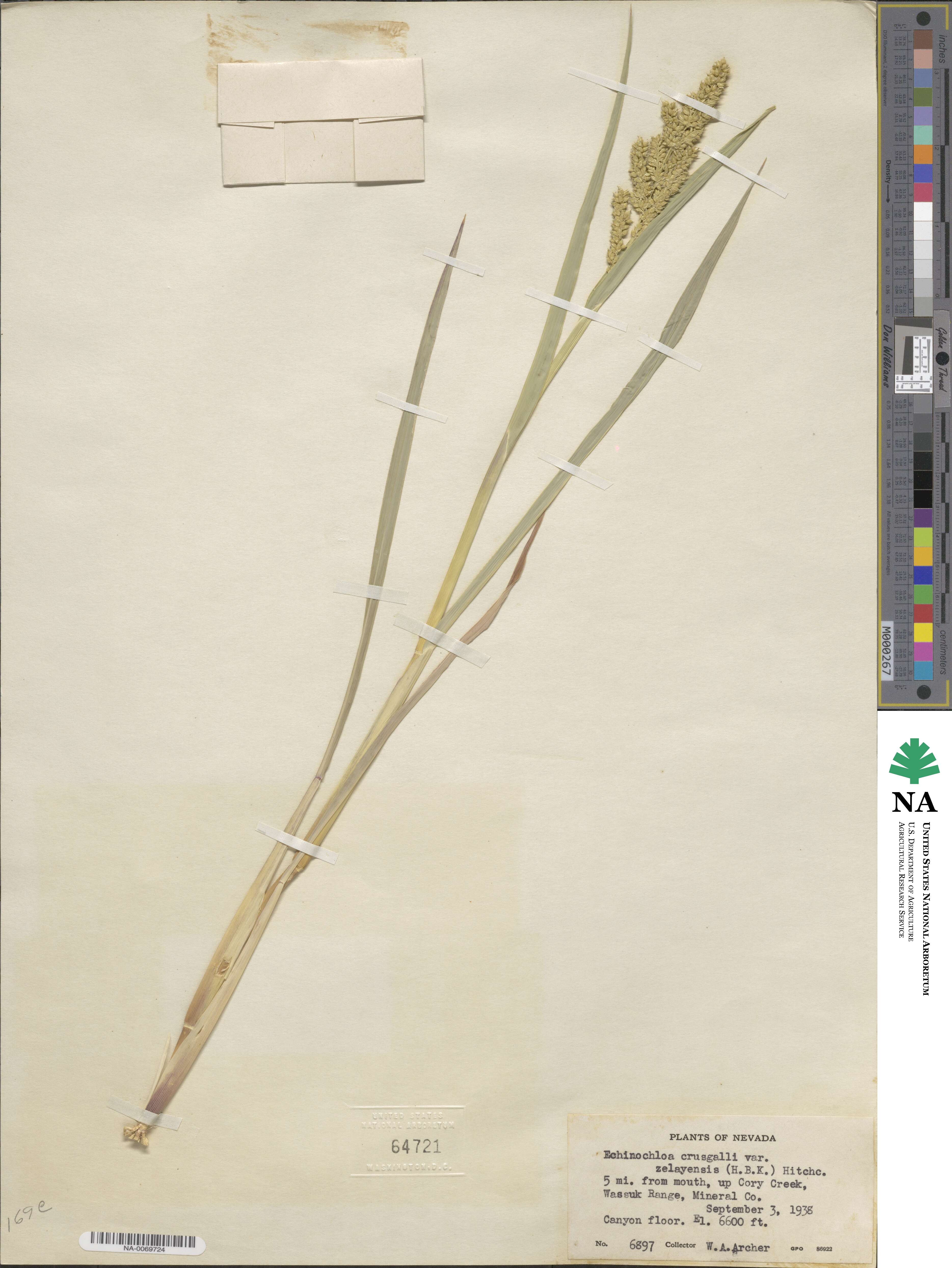 Echinochloa crus-galli subsp. crus-galli image