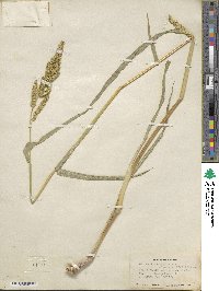 Echinochloa crus-galli image