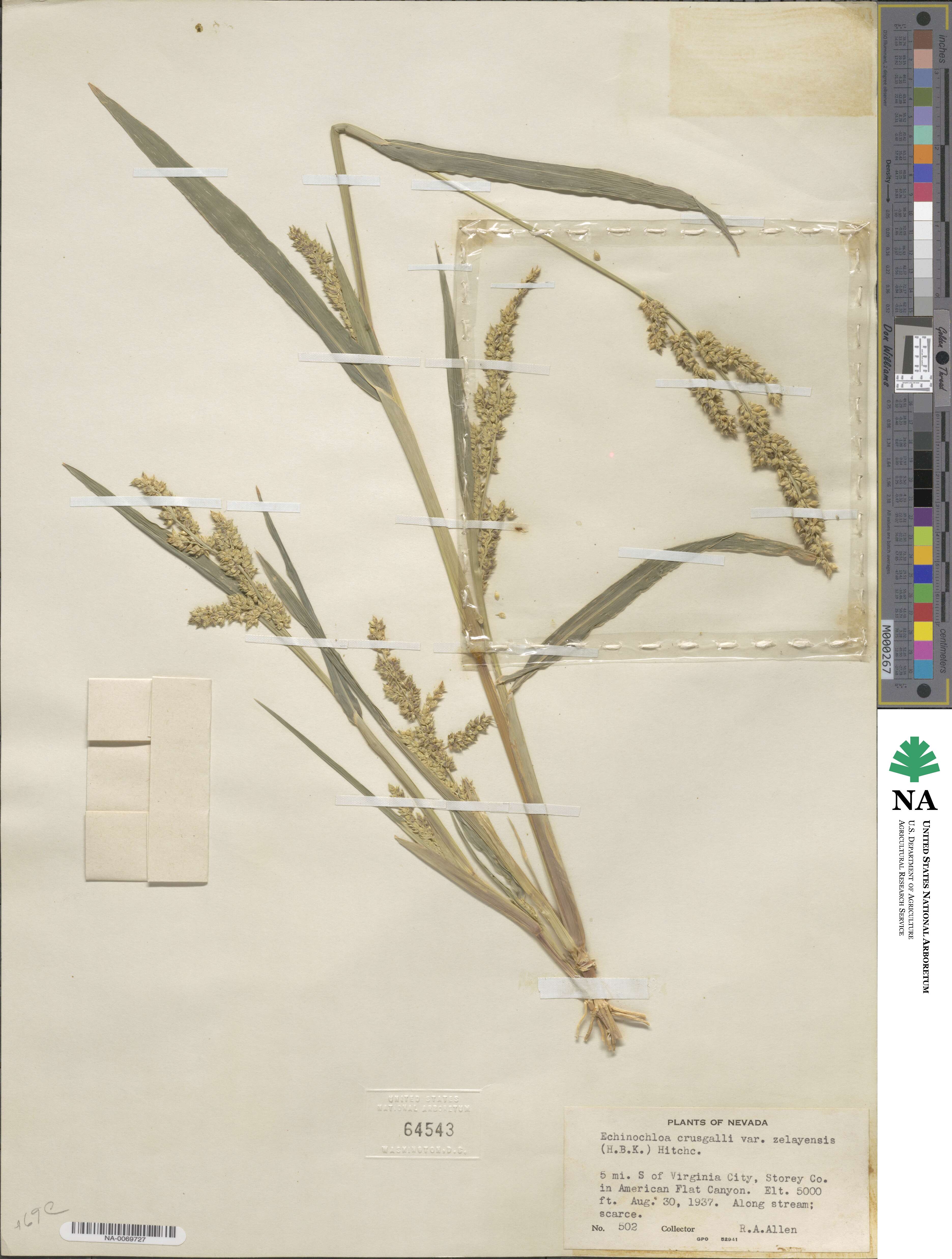 Echinochloa crus-galli subsp. crus-galli image