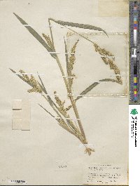 Echinochloa crus-galli image