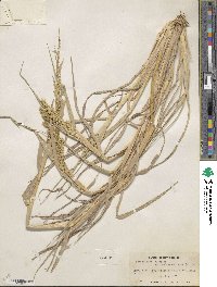 Echinochloa crus-galli image