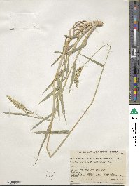 Echinochloa crus-galli subsp. crus-galli image