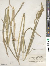 Echinochloa crus-galli image