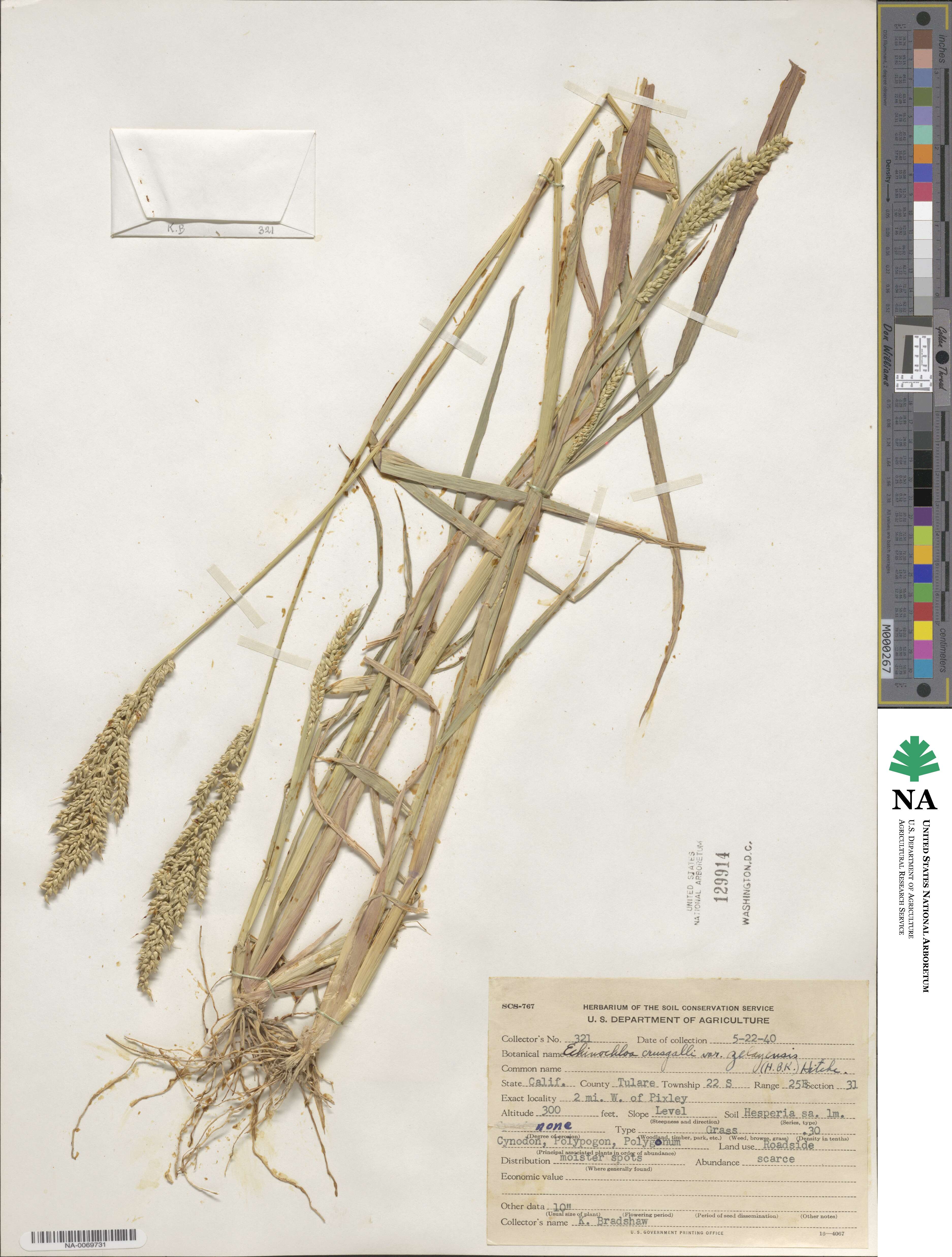 Echinochloa crus-galli subsp. crus-galli image