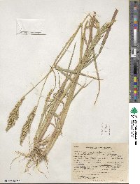 Echinochloa crus-galli subsp. crus-galli image