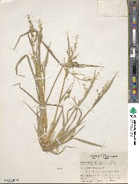 Echinochloa crus-galli subsp. crus-galli image