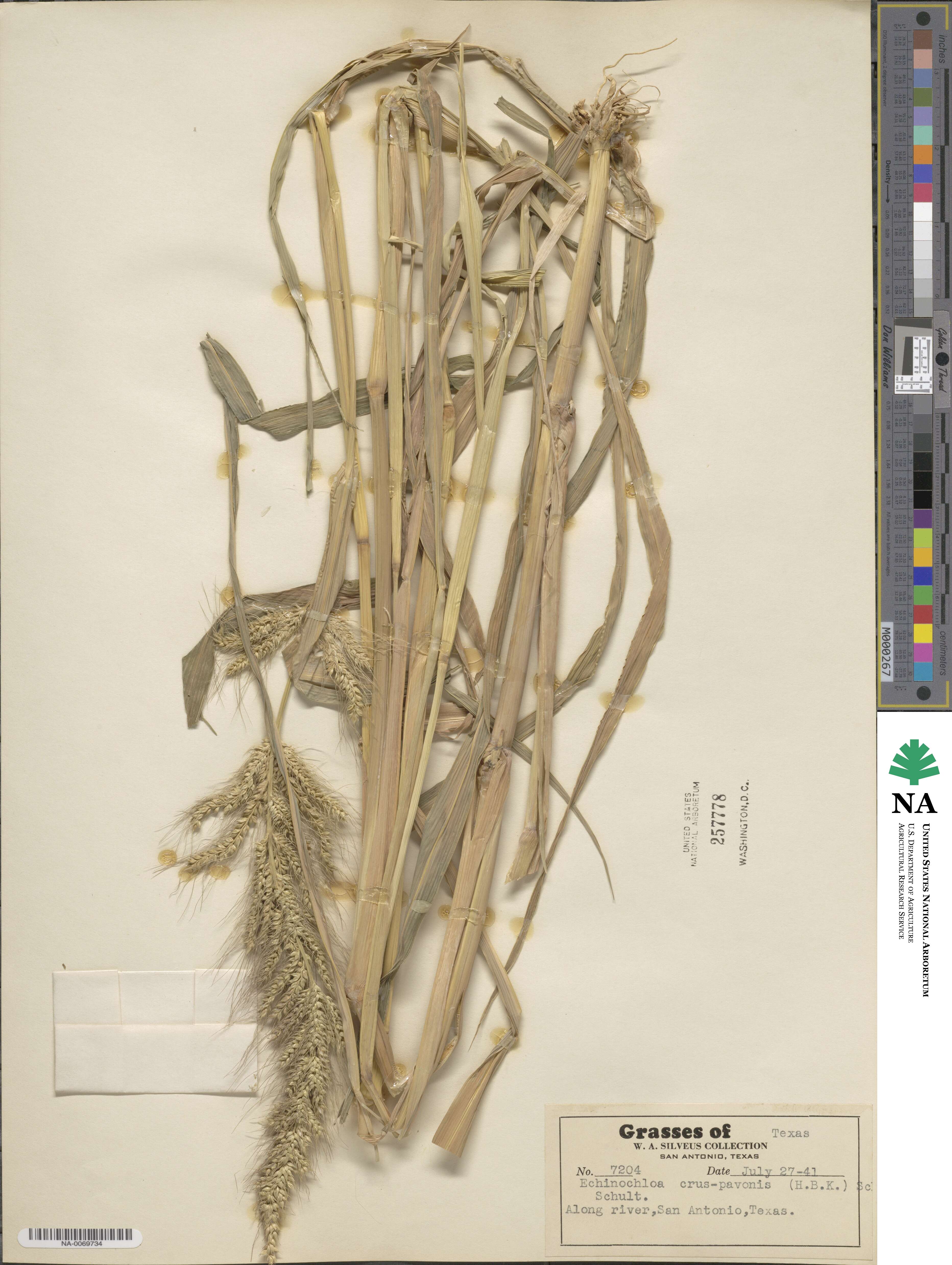 Echinochloa crus-pavonis var. crus-pavonis image
