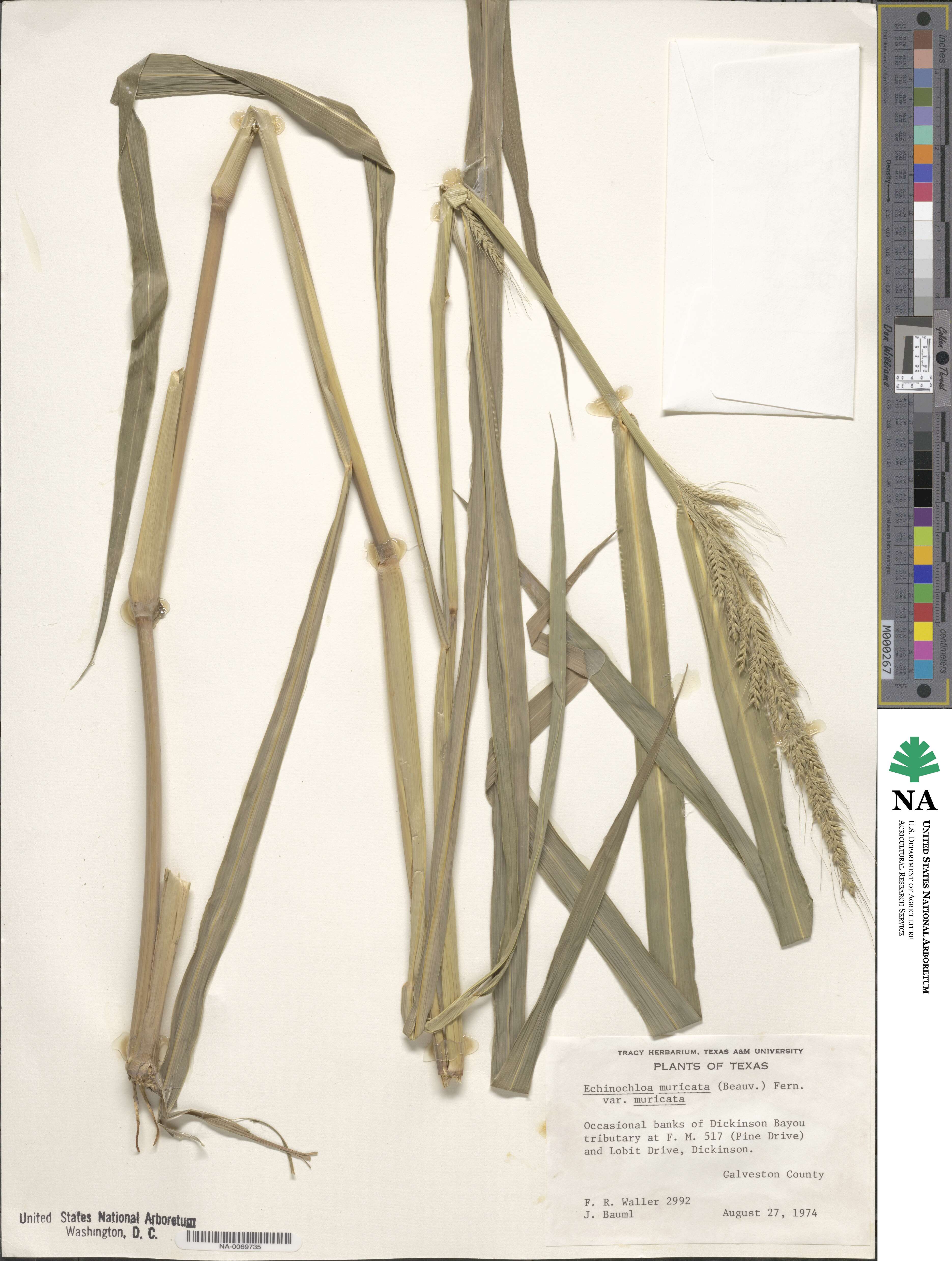 Echinochloa muricata image