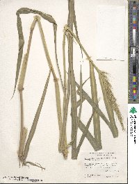 Echinochloa muricata image