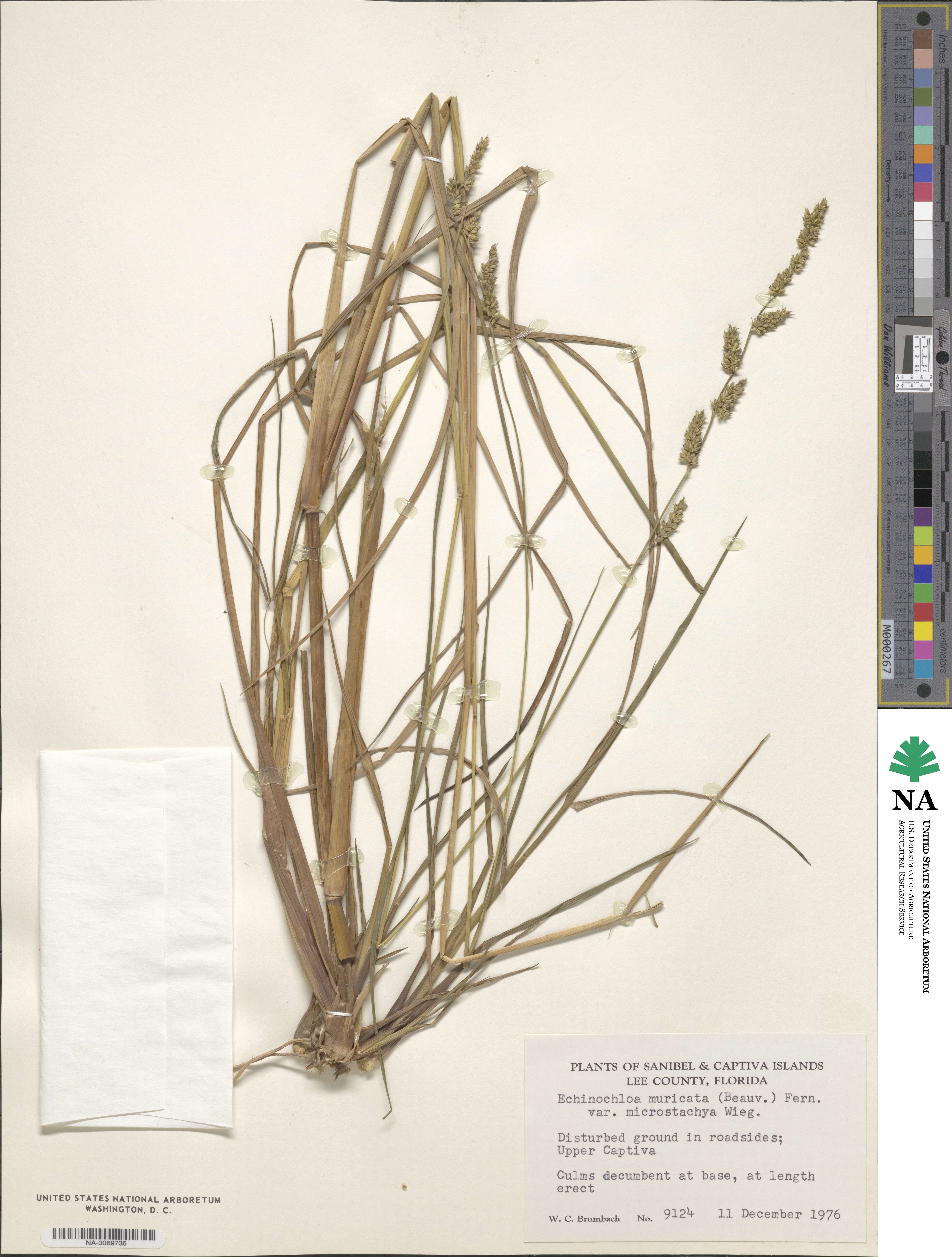 Echinochloa muricata image