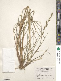 Image of Echinochloa muricata