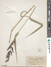 Echinochloa muricata image