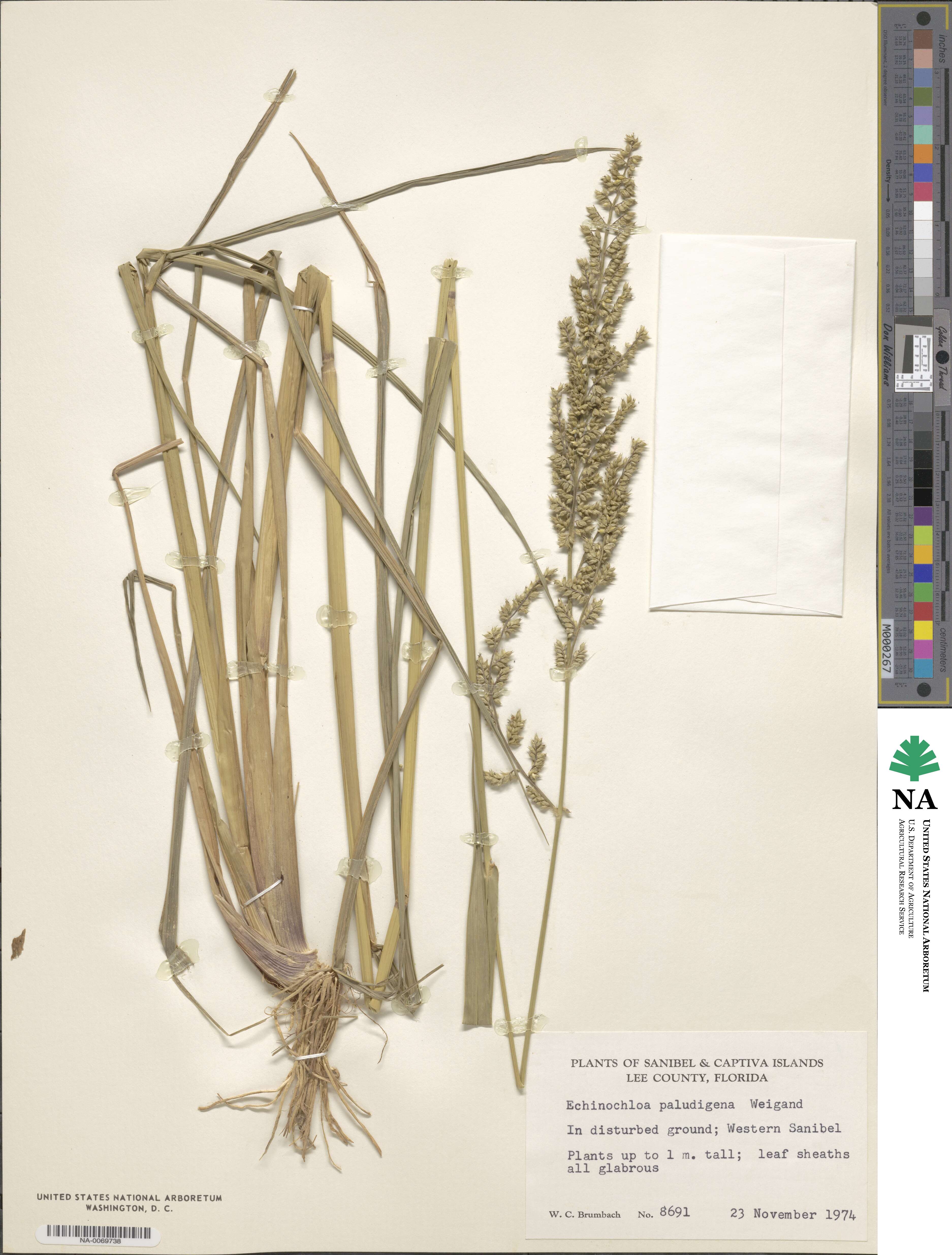 Echinochloa paludigena image