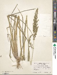 Image of Echinochloa paludigena