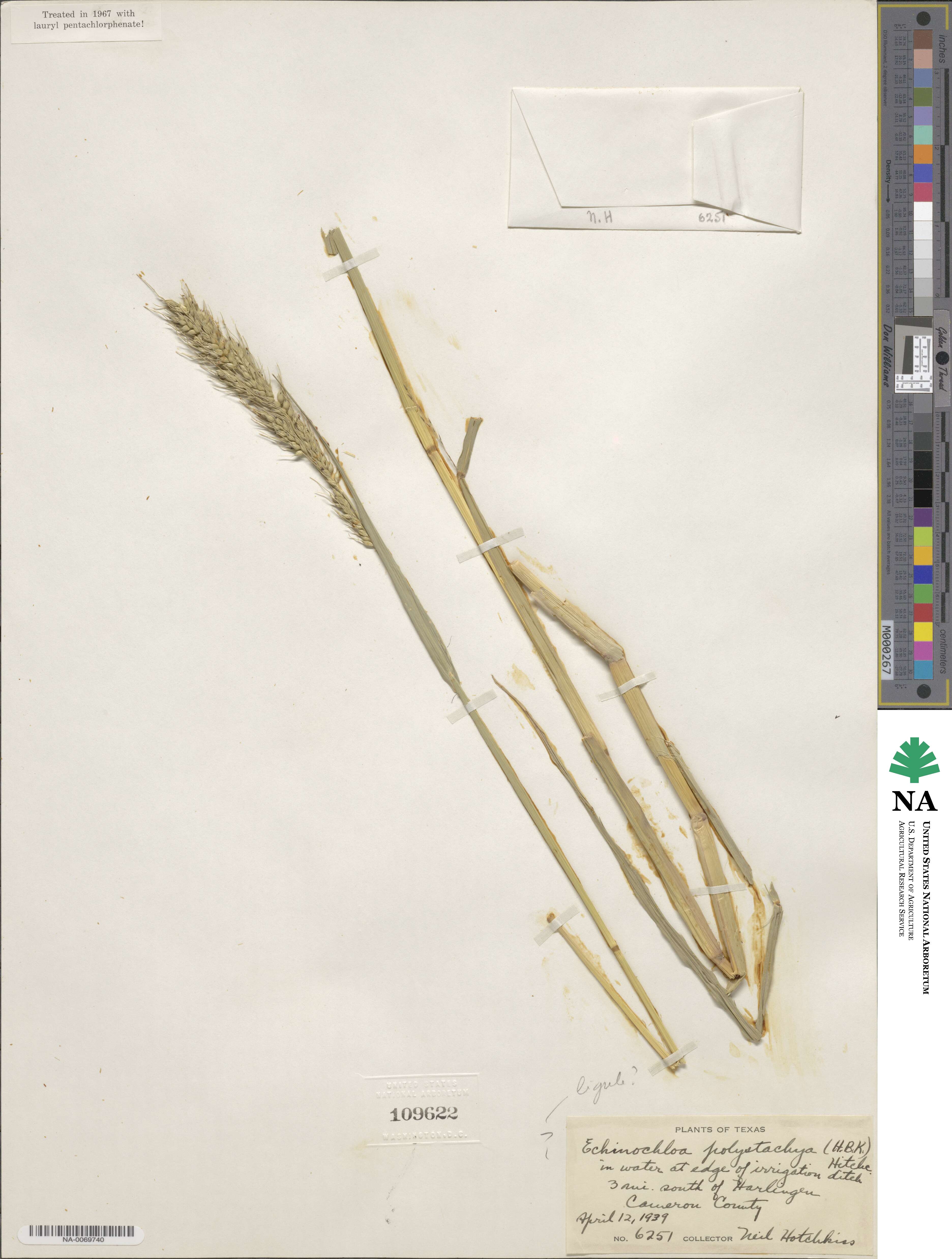 Echinochloa polystachya image