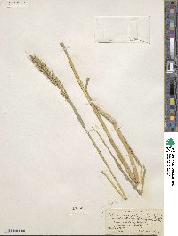 Echinochloa polystachya var. polystachya image