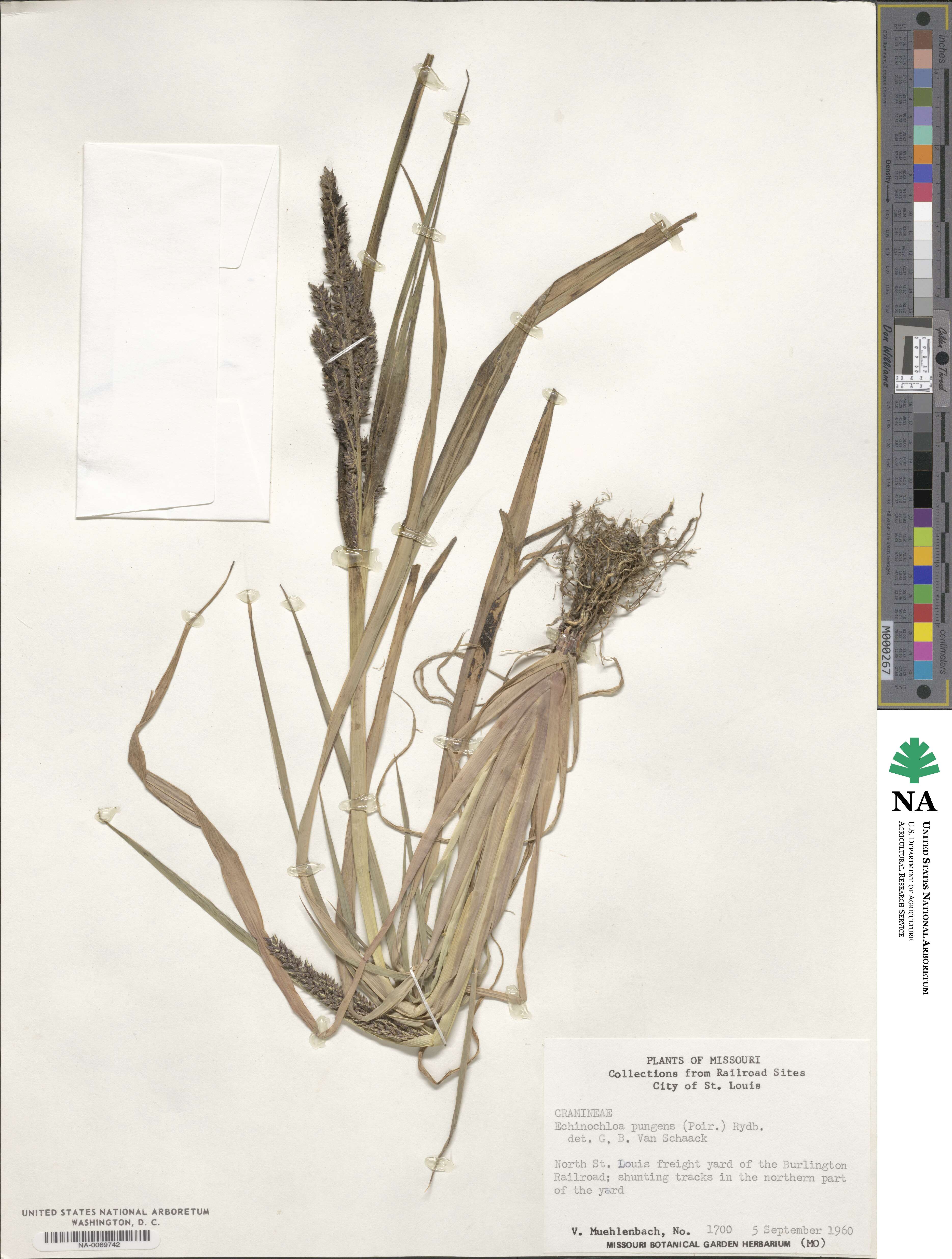 Echinochloa muricata var. muricata image