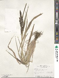 Echinochloa muricata image