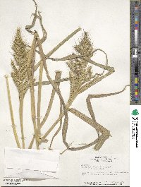 Echinochloa muricata image