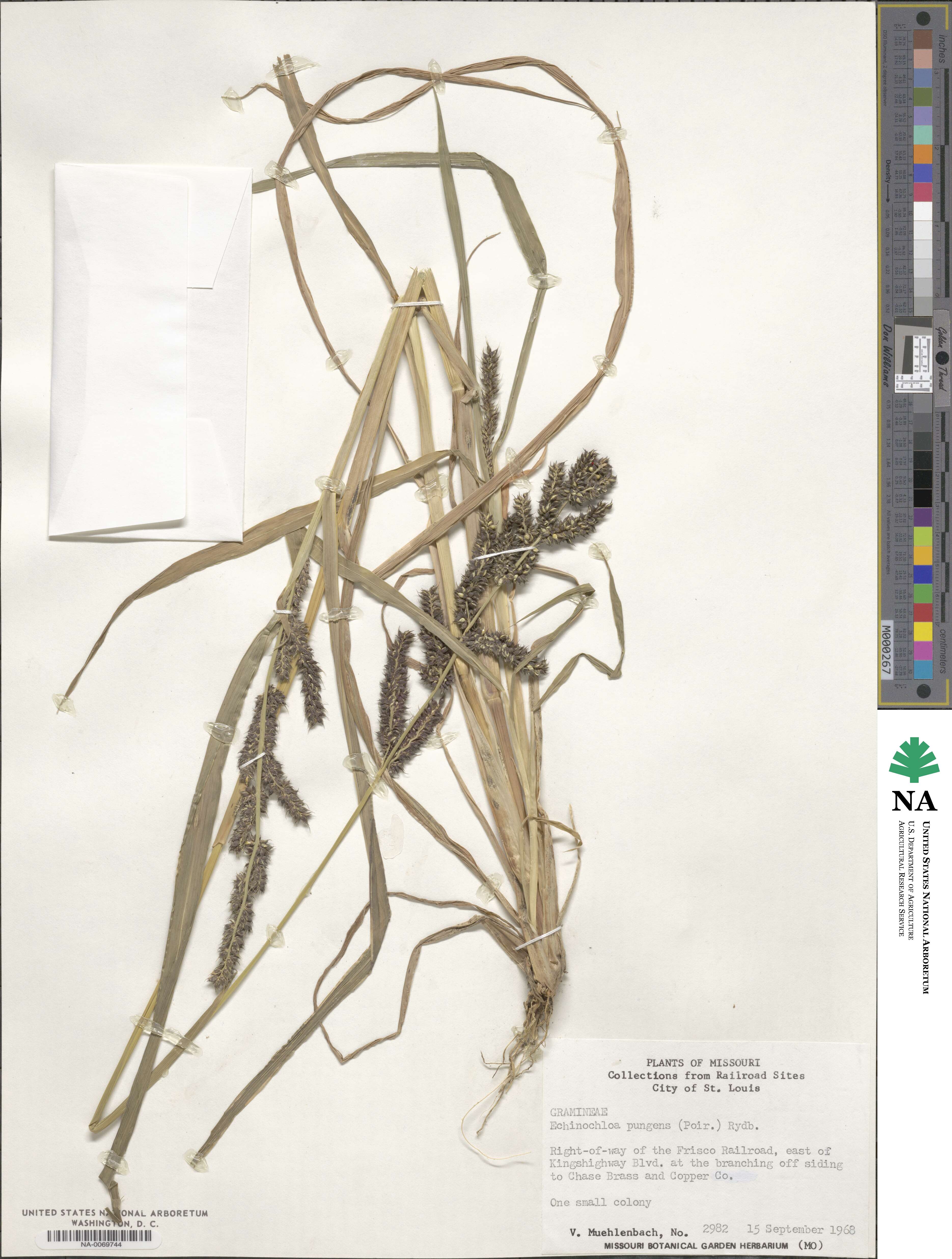 Echinochloa muricata var. muricata image