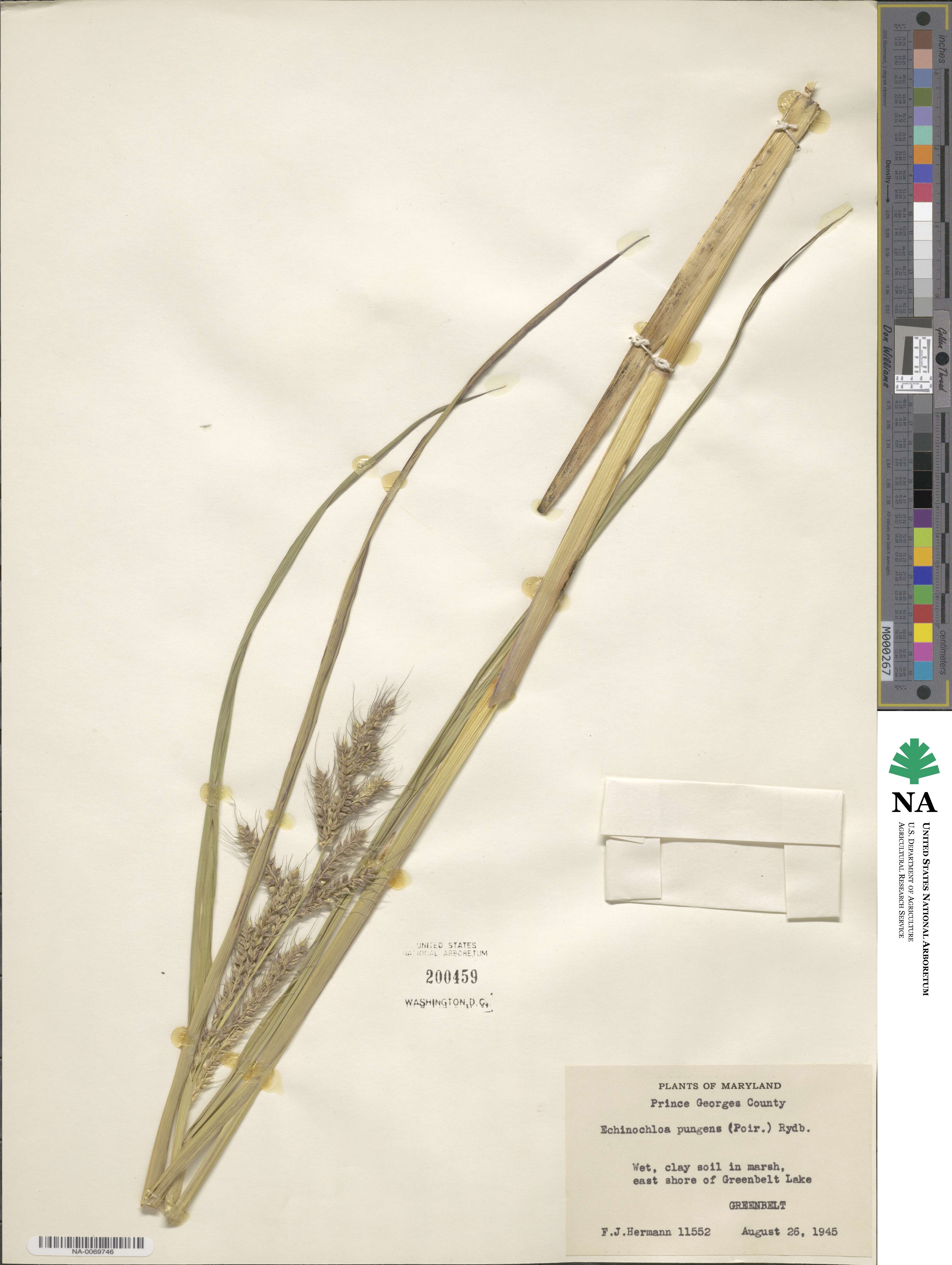 Echinochloa muricata var. muricata image