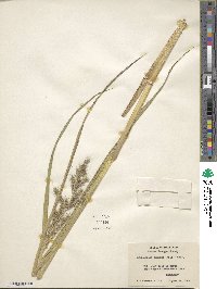 Echinochloa muricata var. muricata image