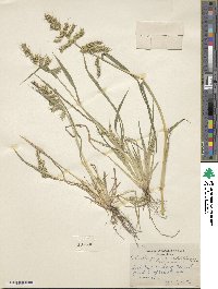 Echinochloa crus-galli image