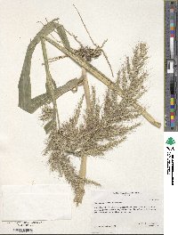 Echinochloa walteri image