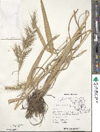 Echinochloa walteri image