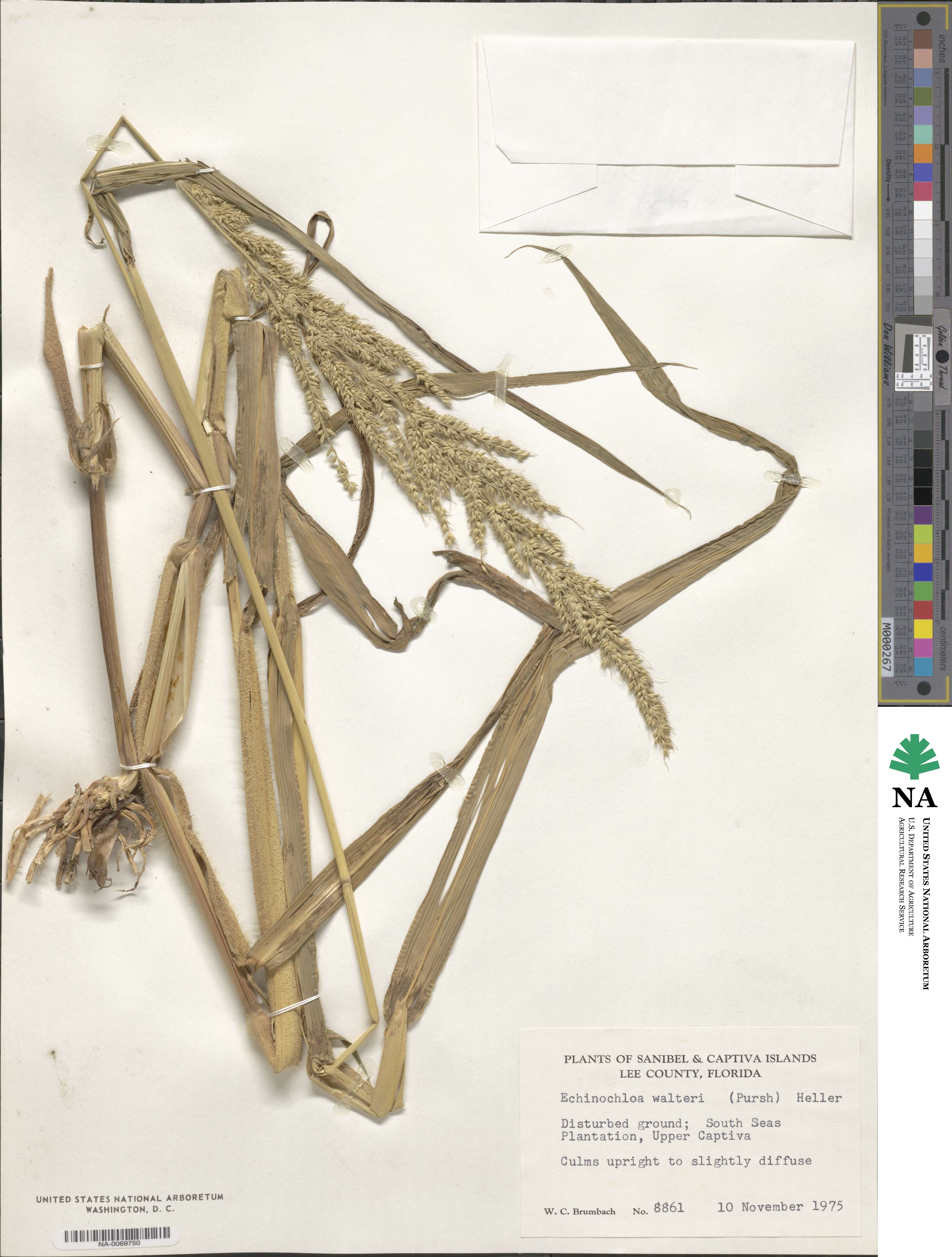 Echinochloa walteri image
