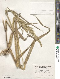 Echinochloa walteri image