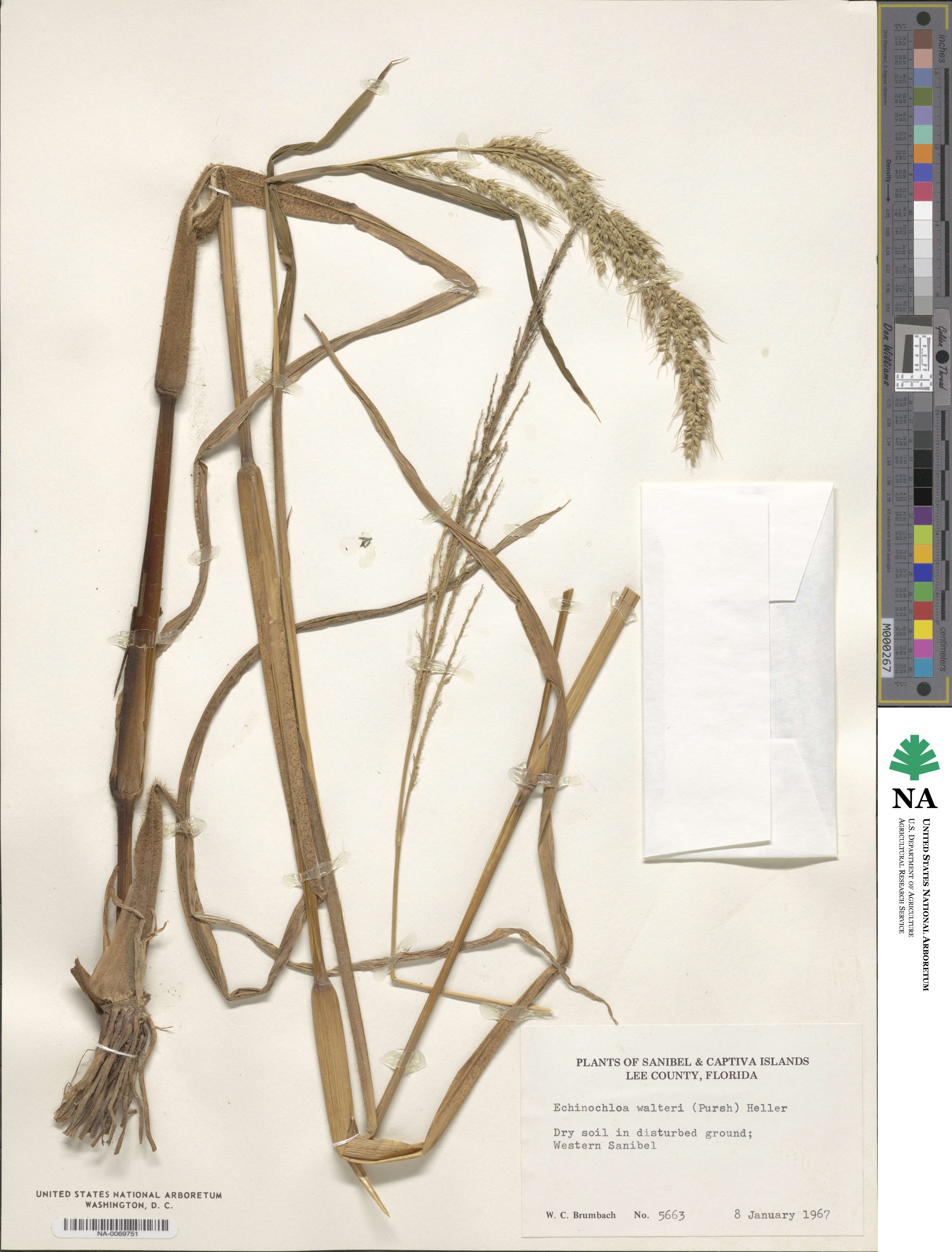 Echinochloa walteri image