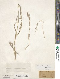 Echinochloa walteri image