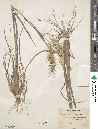 Echinochloa walteri image