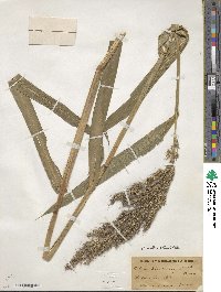 Echinochloa walteri image