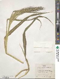 Echinochloa walteri image