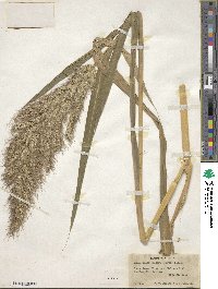 Echinochloa walteri image