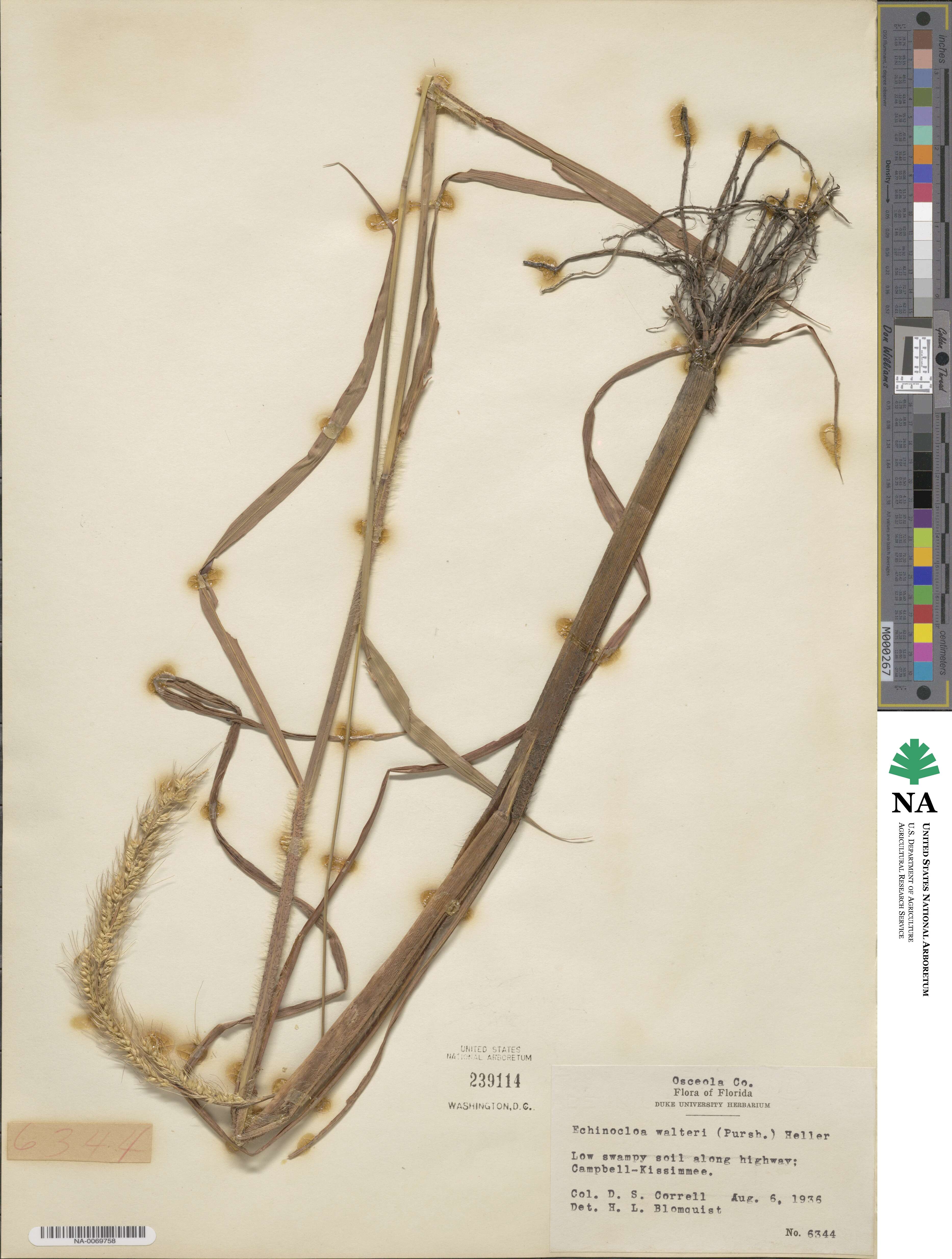 Echinochloa walteri image