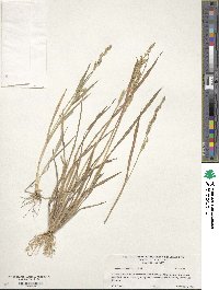 Echinochloa colona image