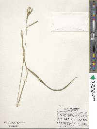 Echinochloa colona image