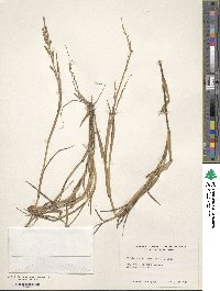 Echinochloa colona image