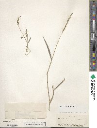 Echinochloa colona image